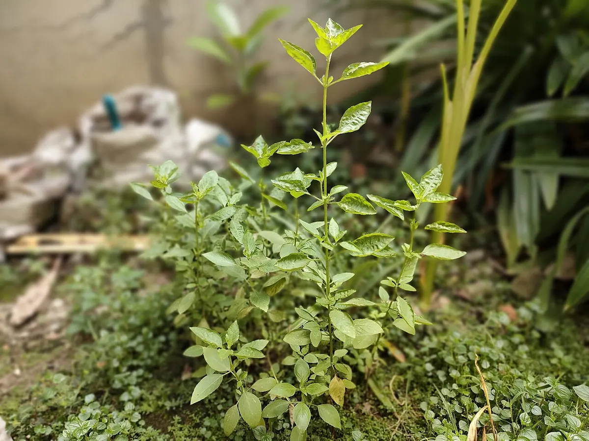 Healthy sweet basil plant growing in a clay pot on a sunny Filipino balcony
