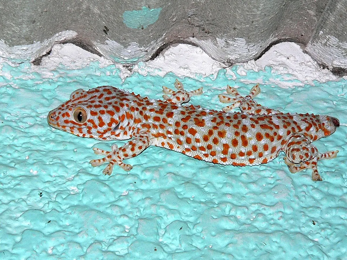 Blue-grey tokay gecko with orange spots clinging to a wooden wall at night