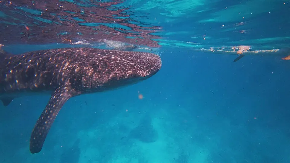 Whale shark swimming near the surface beside snorkellers in the clear blue water off Oslob, Cebu