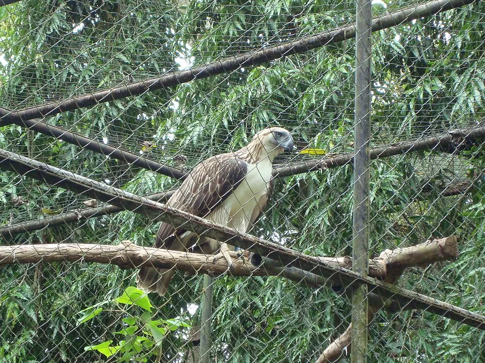 Philippine eagle with its shaggy crest perched on a branch in Davao