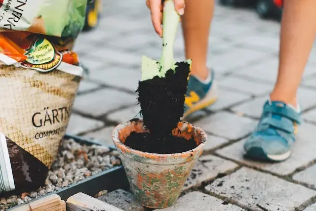 Apartment Gardening in Texas